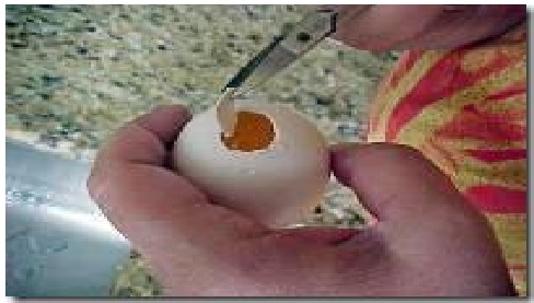 Como Pintar Ovos de Galinha Para Decoração furar