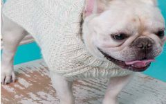 Suéter de Tricô Para Cachorro – Material e Receita